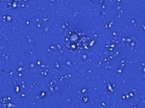 Microscope 1