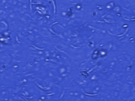 Microscope 3